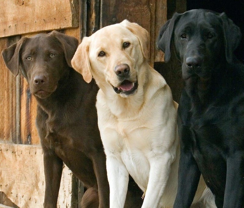 Dog Brushes for Labs