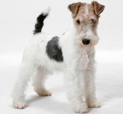 wire haired terrier