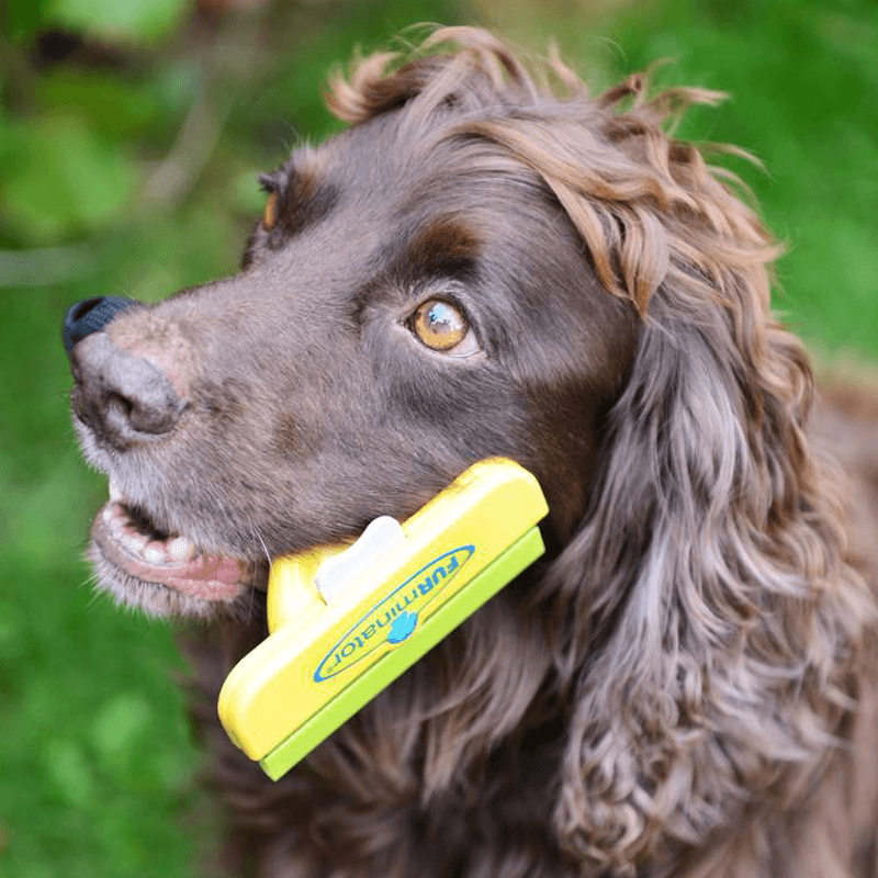 FURminator Brush for Dogs