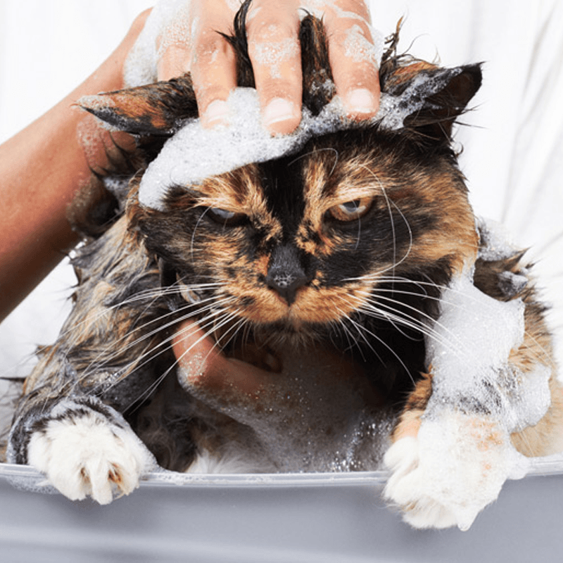 Tips for Giving Cat Bath