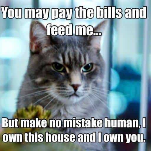 Owned by a Cat