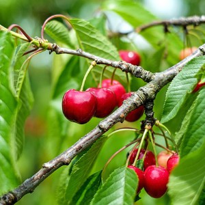 Cherries growing on a tree