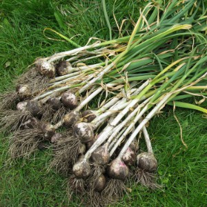 Freshly harvested garlic bulbs with stalks still attached
