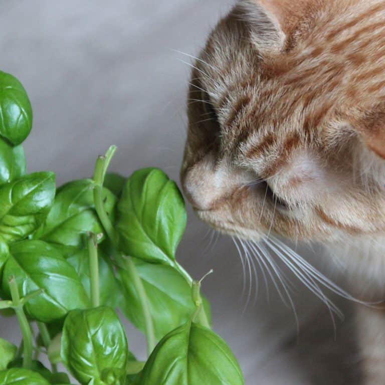 Herbs Poisonous To Cats and Common Plants Too PAWsome Critters
