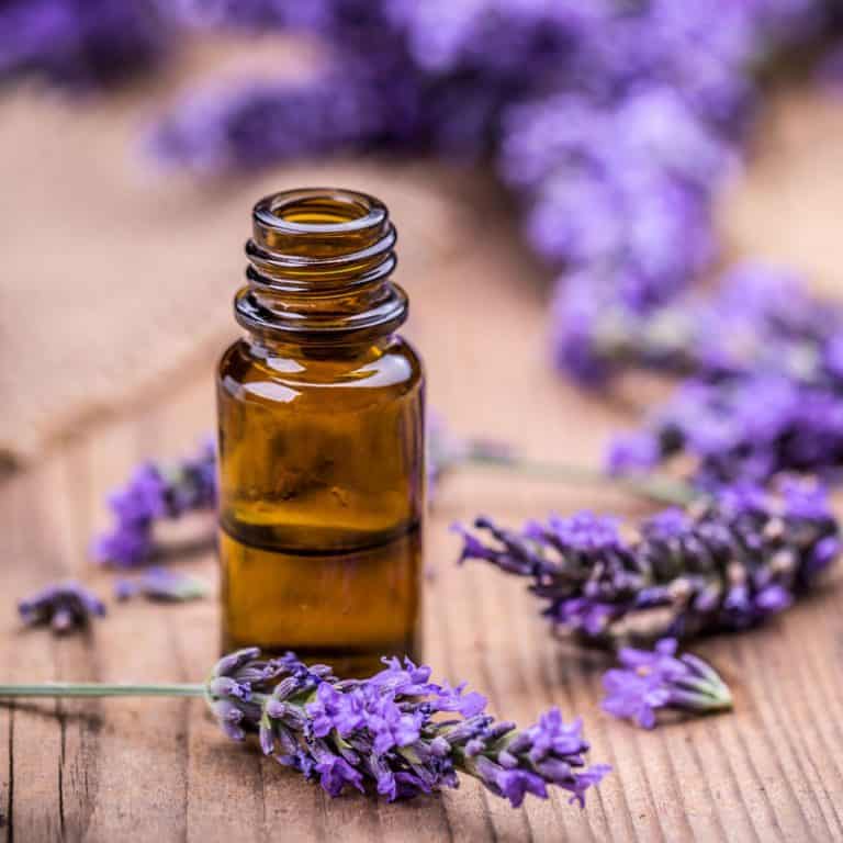 Is Lavender Essential Oil Toxic To Cats