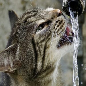 Cat drinking from an outdoor water tap