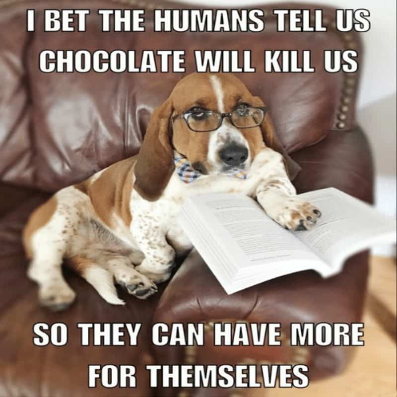Basset hound sitting on chair with book musing about can dogs eat chocolate.