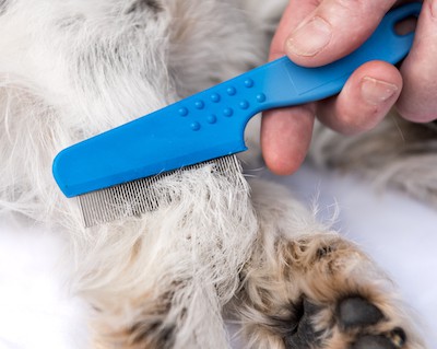 Using a flea comb to find fleas on a dog
